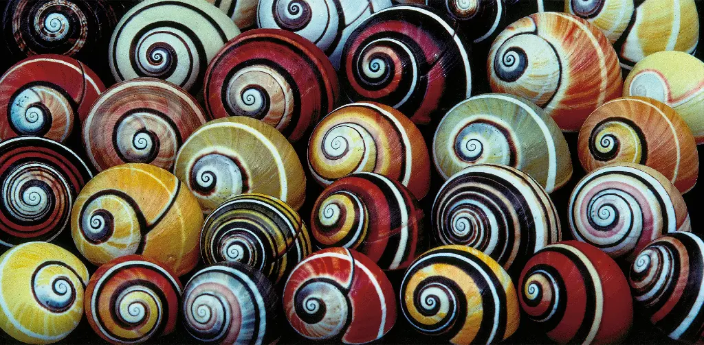 GEO-XXL-Postkarte »Schnecken«