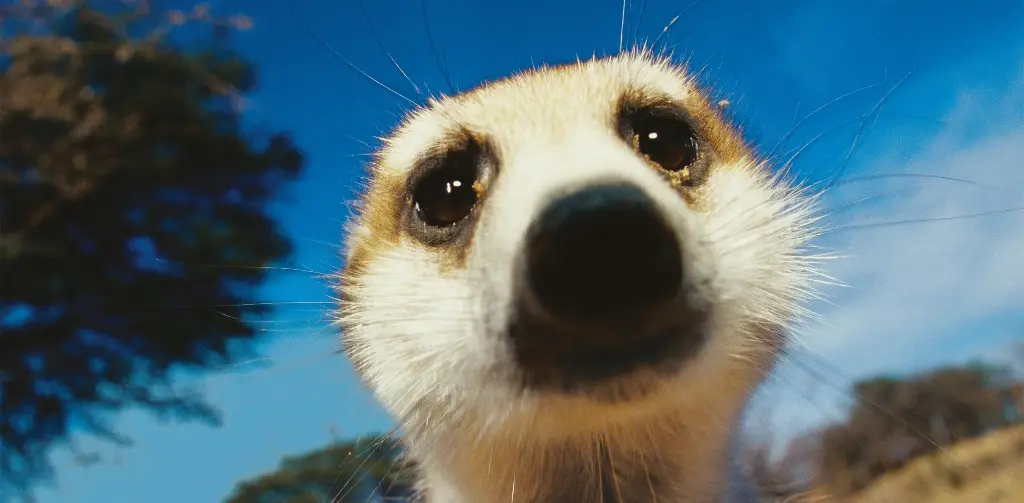 GEO-XXL-Postkarte »Höhlenbewohner«