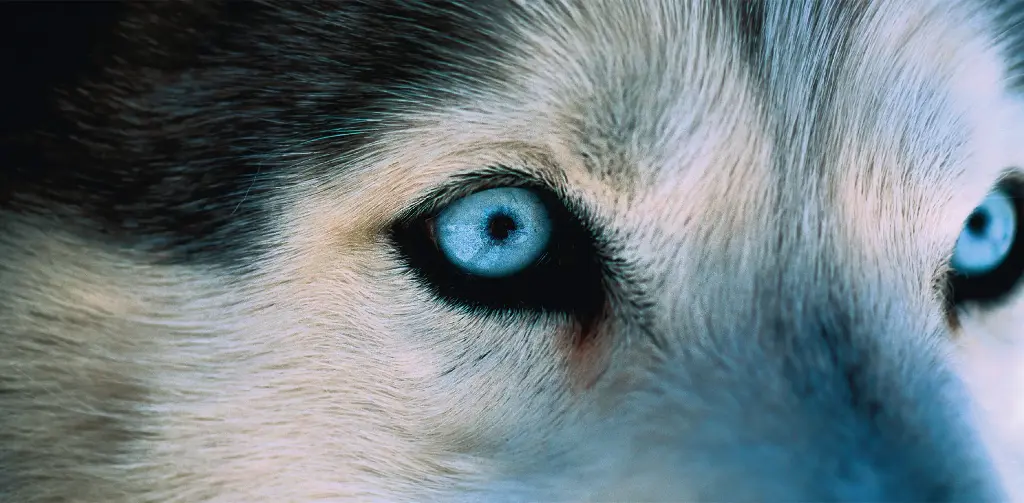 GEO-XXL-Postkarte »Vorfahre Wolf«