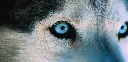 GEO-XXL-Postkarte »Vorfahre Wolf«