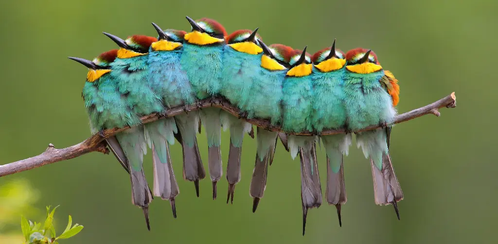 GEO-XXL-Postkarte »Freunde der Wärme«