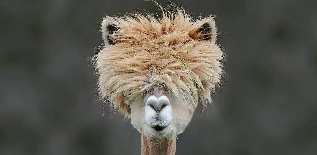 GEO-XXL-Postkarte »Wolliges Neuweltkamel«