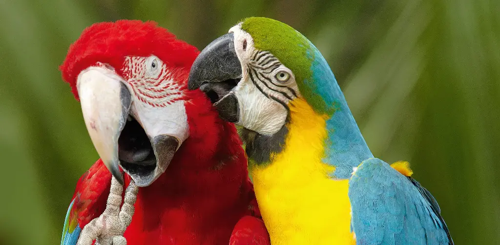 GEO-XXL-Postkarte »Bunte Vögel«