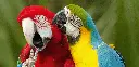GEO-XXL-Postkarte »Bunte Vögel«