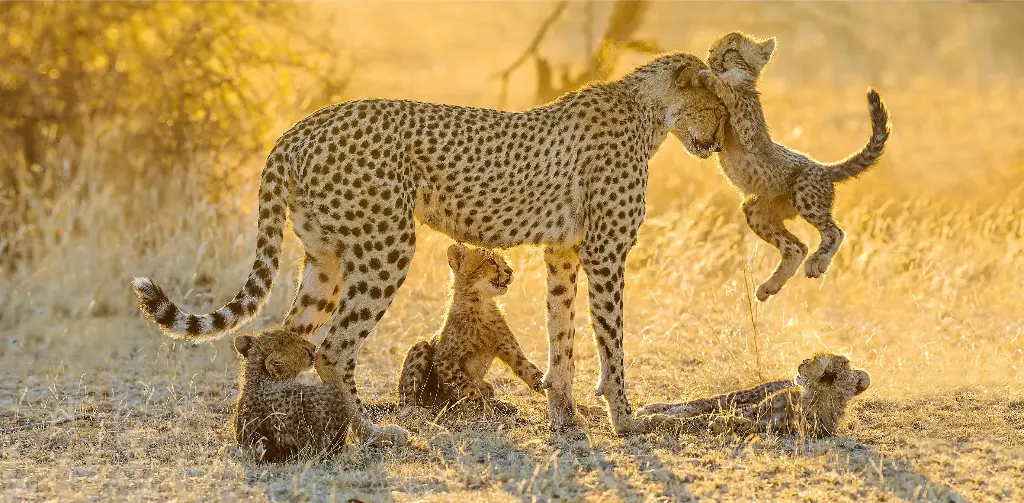 GEO-XXL-Postkarte »Geparde«