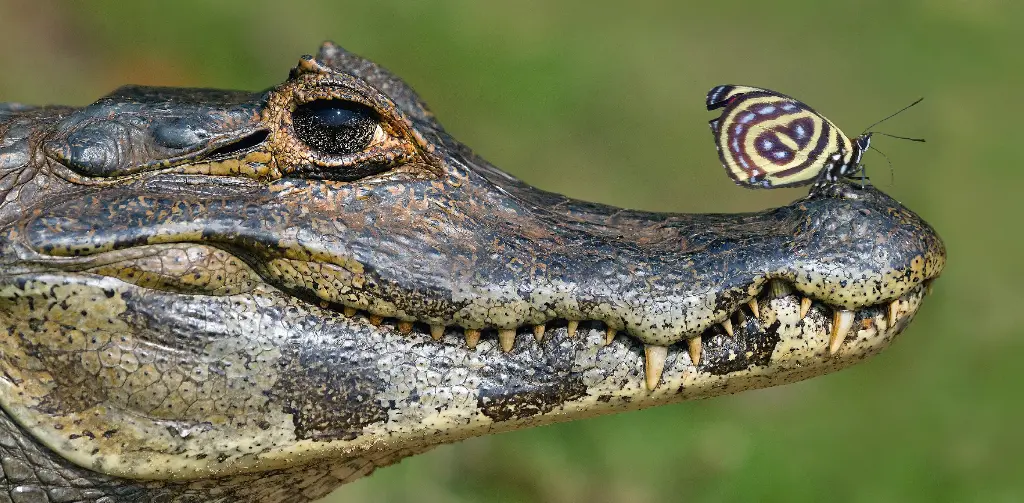 GEO-XXL-Postkarte »Krokodil und Schmetterling«