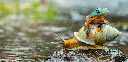 GEO-XXL-Postkarte »Schnecke und Frosch«
