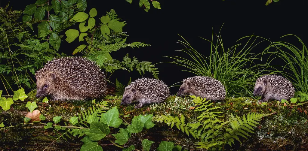 GEO-XXL-Postkarte »Igelschule«
