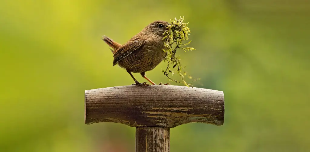 GEO-XXL-Postkarte »Kleiner König«