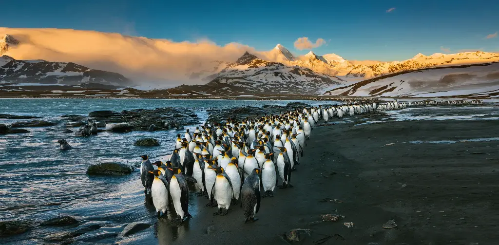 GEO-XXL-Postkarte »Königspinguine«
