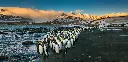 GEO-XXL-Postkarte »Königspinguine«