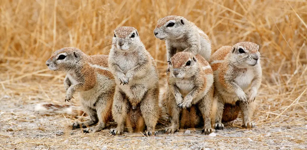 GEO-XXL-Postkarte »Kap-Borstenhörnchen«