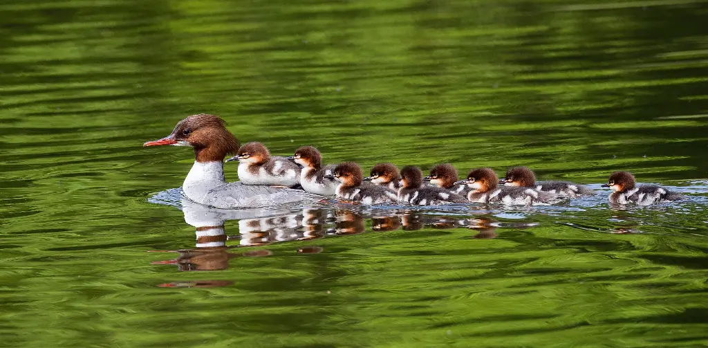 GEO-XXL-Postkarte »Der Größte«