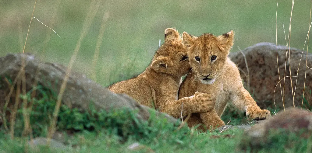 GEO-XXL-Postkarte »Katzenkindergarten«