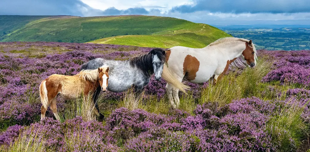 GEO-XXL-Postkarte »Ungestört«