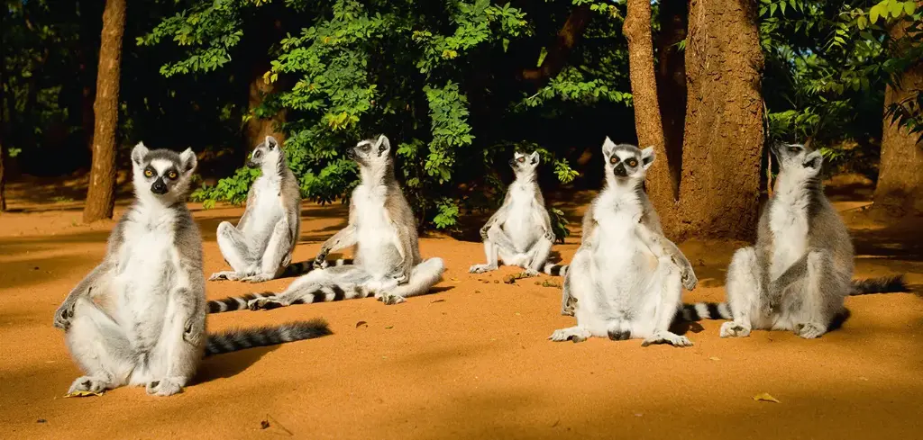 GEO-XXL-Postkarte »Katta-Gruppe«