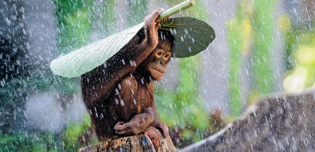 BK-XXL-Postkarte »Orang-Utan im Regen«
