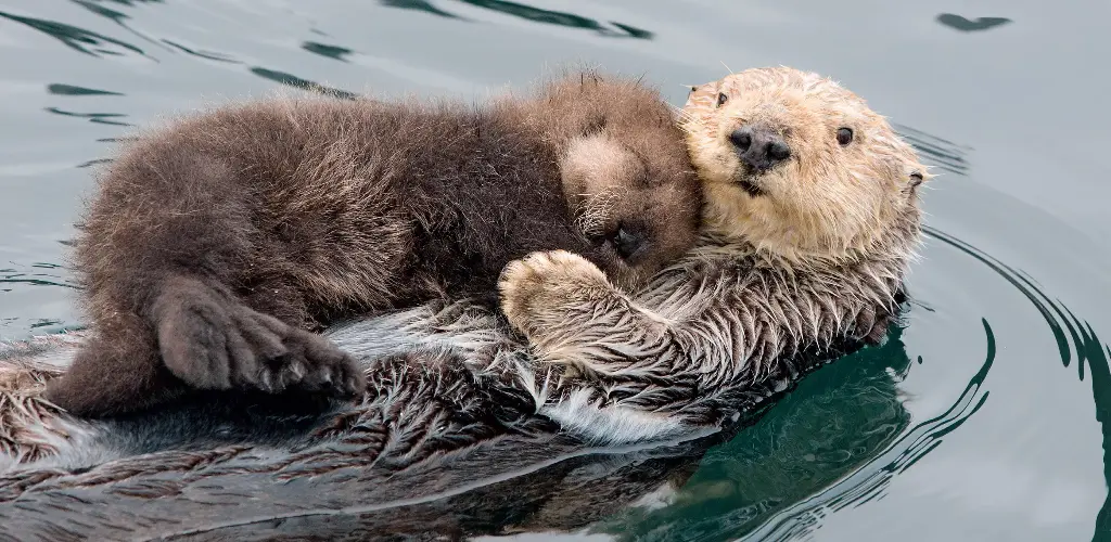 BK-XXL-Postkarte »Seeotter«