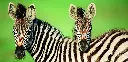 BK-XXL-Postkarte »Burchelis Zebra«