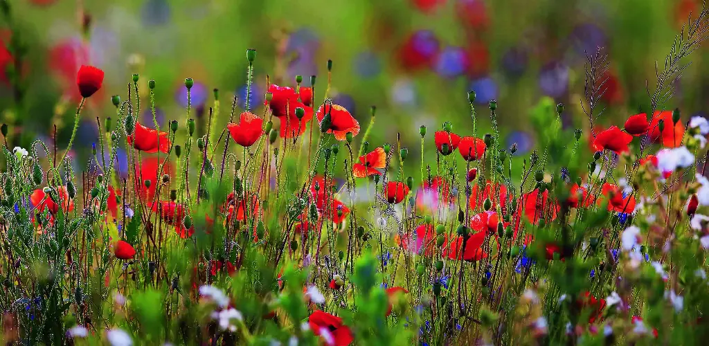 BK-XXL-Postkarte »Mohnwiese«