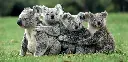BK-XXL-Postkarte »Koala-Gruppe«