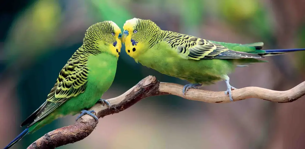 BK-XXL-Postkarte »Wellensittiche«