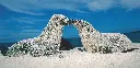 BK-XXL-Postkarte »Galápagos-Seelöwen«