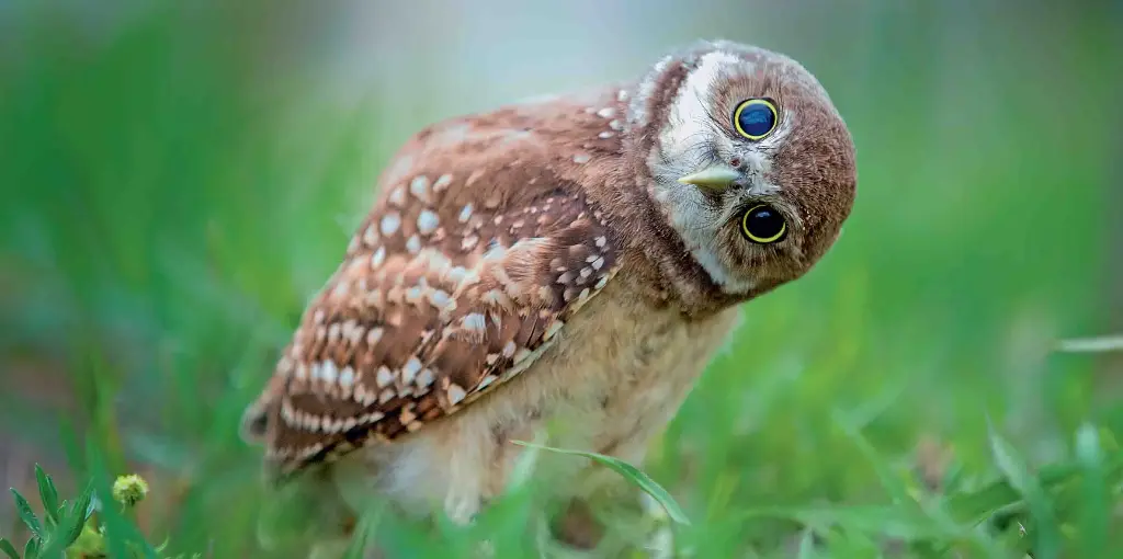 BK-XXL-Postkarte »Eule«