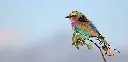 BK-XXL-Postkarte »Bunter Vogel«