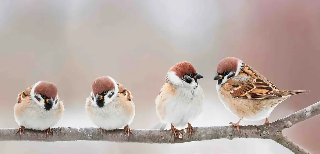 BK-XXL-Postkarte »Lustige Vögel«