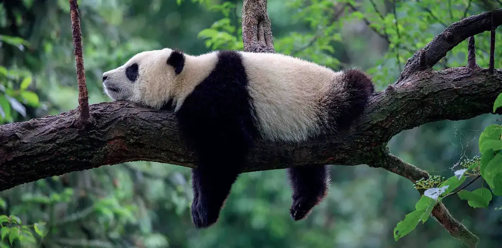 BK-XXL-Postkarte »Schlafender Panda«