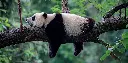 BK-XXL-Postkarte »Schlafender Panda«