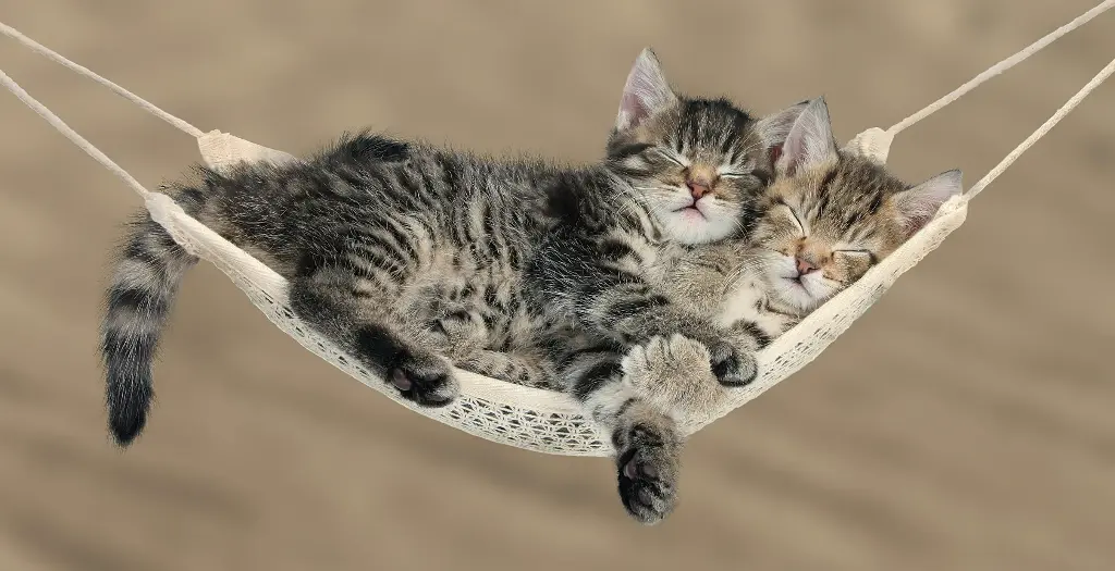 BK-XXL-Postkarte »Katzenkinder«