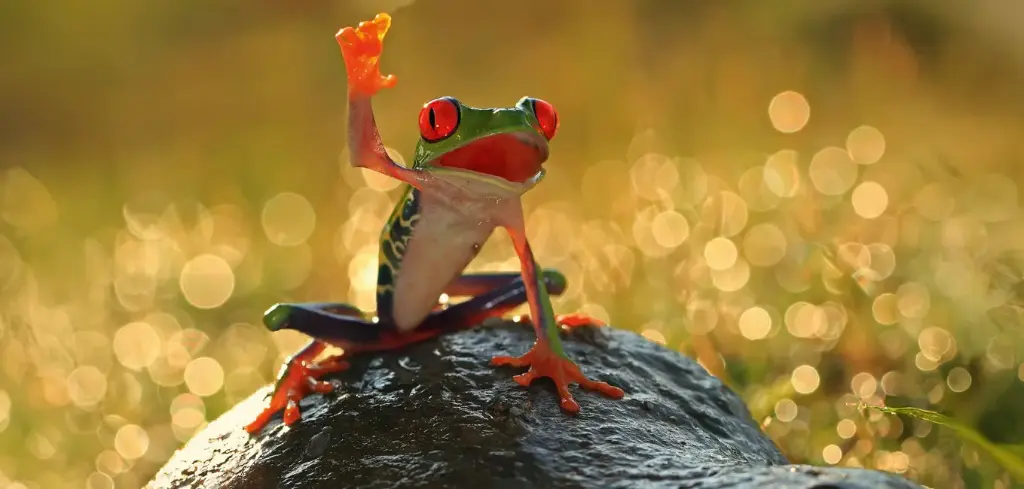 BK-XXL-Postkarte »Frosch«