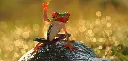 BK-XXL-Postkarte »Frosch«