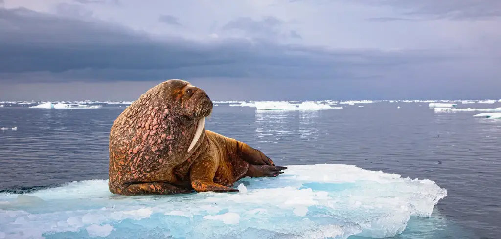 BK-XXL-Postkarte »Walross«