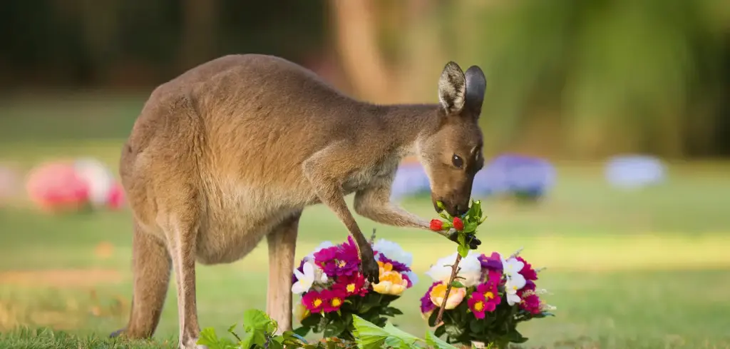 BK-XXL-Postkarte »Känguru«