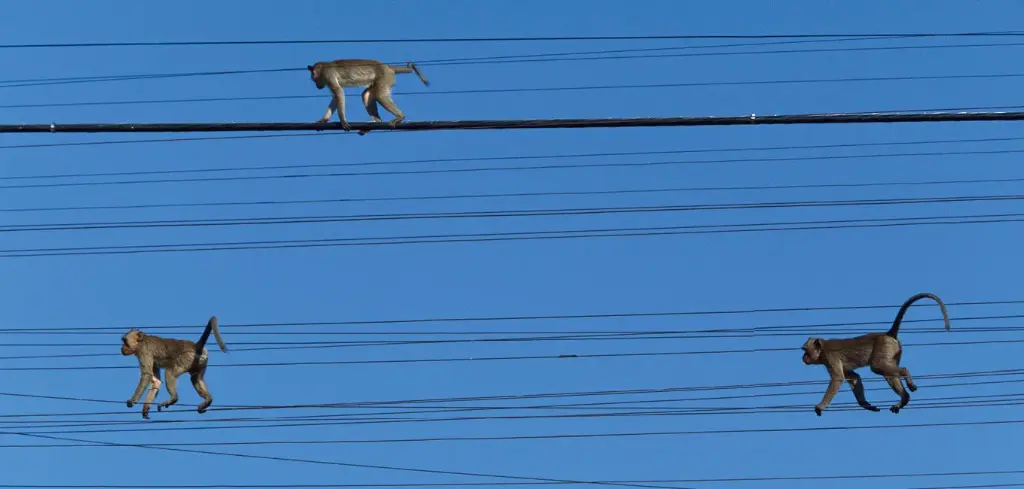 BK-XXL-Postkarte »Affen«