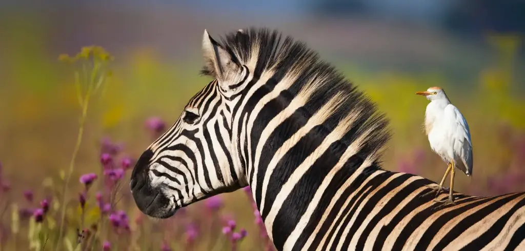 BK-XXL-Postkarte »Zebra und Vogel«