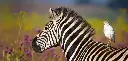 BK-XXL-Postkarte »Zebra und Vogel«