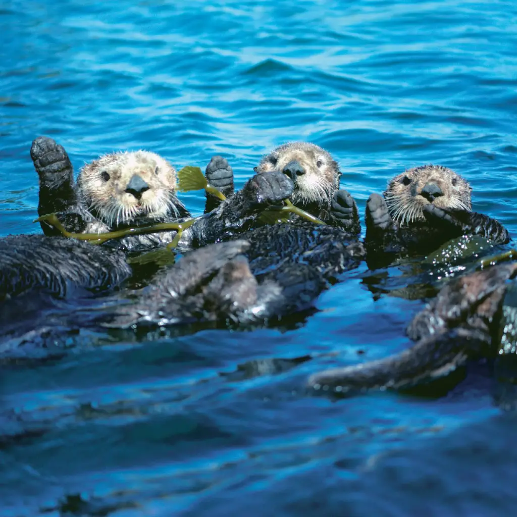GEO-Doppelkarte »Nordpazifischer Seeotter«