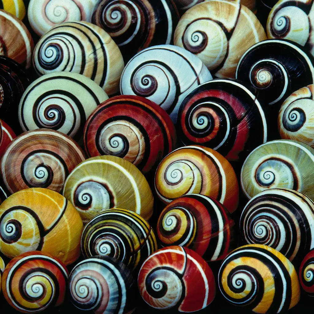 GEO-Doppelkarte »Schnecken«