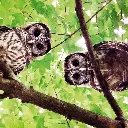 GEO-Doppelkarte »Jäger der Nacht«