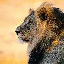 GEO-Doppelkarte »König der Tiere«