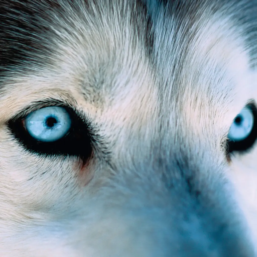 GEO-Doppelkarte »Vorfahre Wolf«