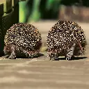 GEO-Doppelkarte »Doppelgänger«