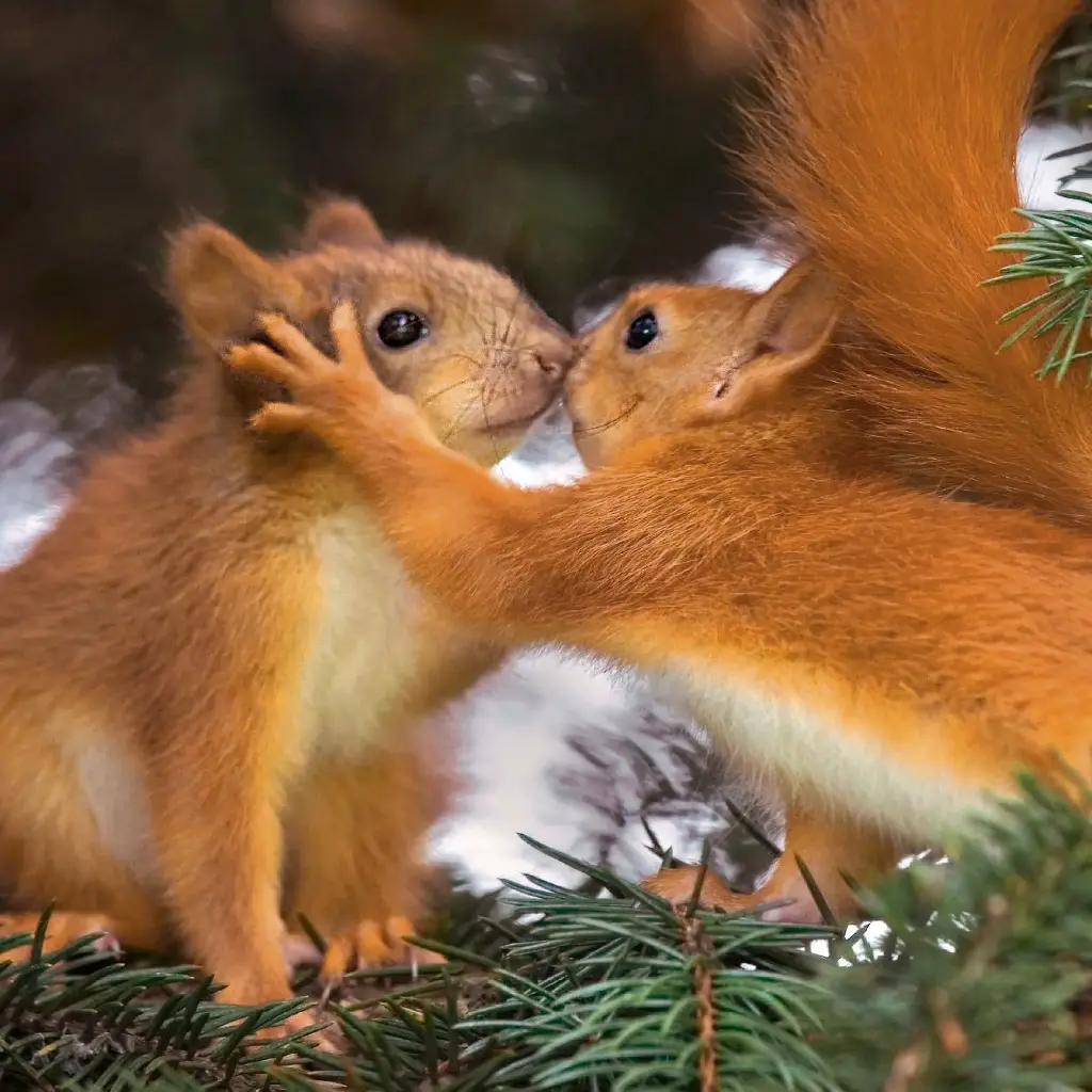 GEO-Doppelkarte »Versteckspieler«