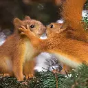 GEO-Doppelkarte »Versteckspieler«