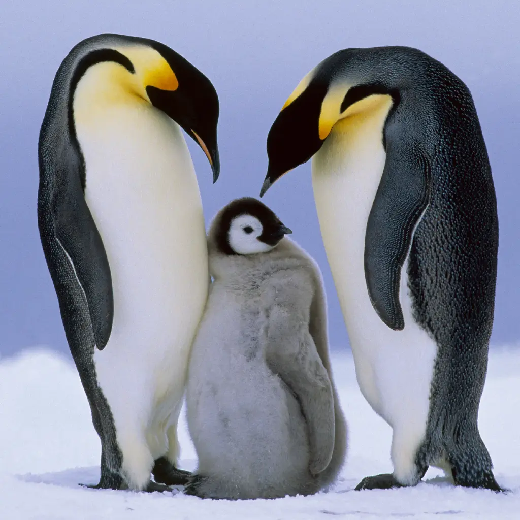 GEO-Doppelkarte »Rekordtaucher«