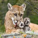 GEO-Doppelkarte »Gefürchtete Raubkatze«